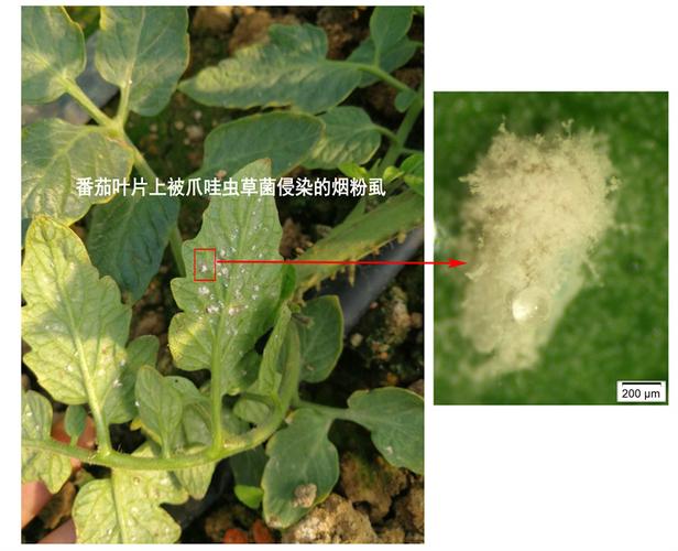 历经十余年攻关 江苏省农科院团队研发出新型生物农药