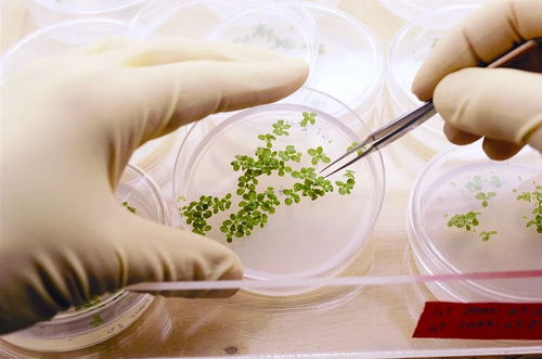 中国中化 生物农药技术研发引领绿色农业未来