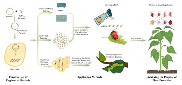 中国新型农药的先行者 植生优谷稳步推进国产RNAi生物农药技术研发